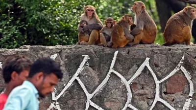 পথচারীদের উপর লাফ দিয়ে পড়ে হাত থেকে খাবার ছিনিয়ে নেয়া এই বানরদের নিত্যদিনের কাজ। ছবি: সংগৃহীত
