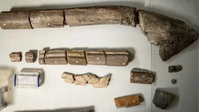 নতুন আবিষ্কৃত চোয়ালের হাড়ের জীবাশ্ম (উপরে) অর্কা-আকারের প্রাণীদের একই ধরনের হাড় (নীচে)। ছবি: টনি জোলিফ, বিবিসি।