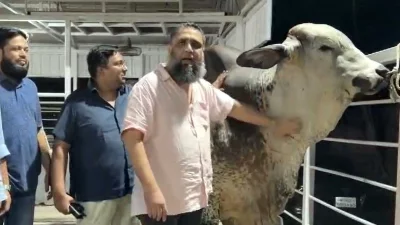 আমদানি নিষিদ্ধ ব্রাহমা জাতের একটি ষাঁড়ের সঙ্গে নিজের খামার সাদিক অ্যাগ্রোতে মালিক শাহ ইমরান হোসাইন।