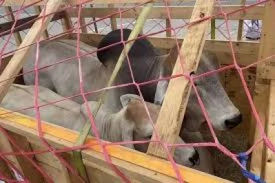 ২০২১ সালে জাতিয়াতির মাধ্যমে আমদানি নিষিদ্ধ ব্রাহমা জাতের বাংলাদেশে আনেন ইমরান। বিমানবন্দরে সেগুলো জব্দ করা হয়।