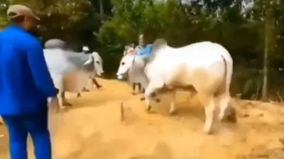 কক্সবাজারের উখিয়ার একটি খামারে ইমরান হোসেন। থাইল্যান্ড থেকে মিয়ানমারের ভেতর দিয়ে বাংলাদেশে গরু পাচারের অভিযোগ তার বিরুদ্ধে।