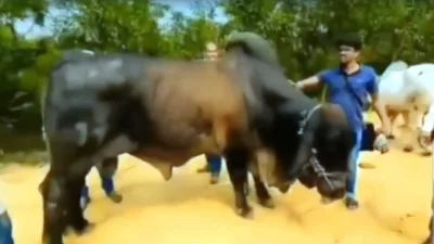 উখিয়ায় ইমরানের গোপন ডেরায় চোরাচালানের ব্রাহমা জাতের গরু।