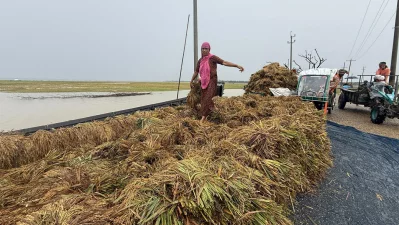 সুনামগঞ্জের হাওরে দ্বীপের মতো জেগে থাকা সামান্য জায়গায় ধান শুকাতে ব্যস্ত ছবি: মোবারক হোসেন শুভ