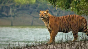 সীমান্তে বাঘের আকস্মিক আক্রমণে নারীসহ আহত তিন