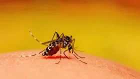 ডেঙ্গুদে আরও পাঁচ মৃত্যু, নতুন আক্রান্ত ১৩৬৬
