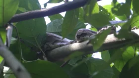 কুড়িগ্রামে লোকালয়ে বিশাল অজগর