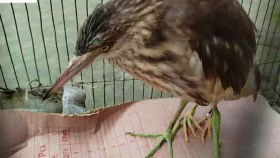 কুড়িগ্রামে দেখা মিললো চার পা-ওয়ালা বকের
