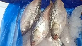 আখাউড়া সীমান্ত দিয়ে ভারতে গেলো ১২০০ কেজি ইলিশ