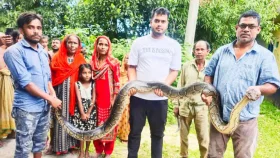 শ্রীমঙ্গলে শ্মশান থেকে বিশালাকৃতির অজগর উদ্ধার