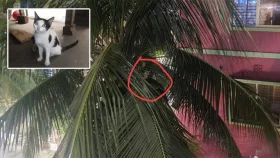 মিরপুরে নারিকেল গাছে আটকে পড়া বিড়াল ৪৮ ঘণ্টা পর উদ্ধার