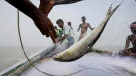 নিষেধাজ্ঞা অমান্য করে সুগন্ধা ও বিষখালীতে চলছে ইলিশ নিধন