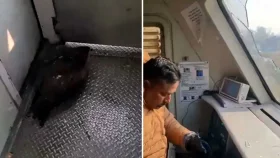 চলন্ত ট্রেনের উইন্ডস্ক্রিনে ঈগলের ধাক্কা, পাইলট আহত