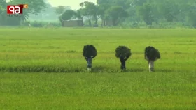 কৃষি ঋণে খেলাপির ভূত