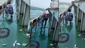গভীর সাগরে ঝাঁকে ঝাঁকে ইলিশ উঠে এলো জাহাজে!