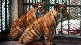 বাঘ শাবক রাজা-রানীকে দেখতে দর্শনার্থীদের উপচে পড়া ভিড়
