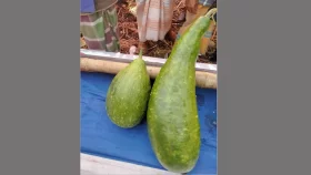 সুনামগঞ্জে এক জোড়া লাউ ১৮ হাজার টাকায় বিক্রি!&nbsp;