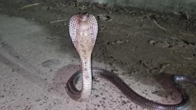 ভারতে নীরব এক মহামারির নাম &lsquo;সর্পদংশন&rsquo;