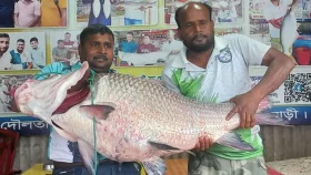 পদ্মার এক কাতল বিক্রি হলো ৬৮ হাজার টাকায়