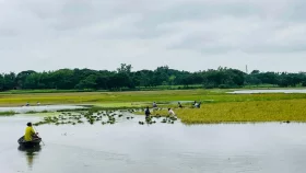 অতিবৃষ্টিতে তলিয়ে যাচ্ছে কৃষকের স্বপ্নের সোনালী ধান
