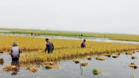 টানা বৃষ্টিতে জামালপুর ও পীরগঞ্জে তলিয়ে গেছে ফসল, দিশেহারা কৃষক