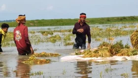 সুনামগঞ্জে ক্ষতিগ্রস্ত কৃষকের পাশে সরকার, ছুটে গেলেন দুই মন্ত্রী