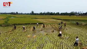 টানা বৃষ্টিতে কুড়িগ্রামে ফসলের ক্ষতি, আধপাকা ধান কাটছেন কৃষকরা