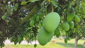 বাজারে আসছে রাজশাহীর আম, কোন আম কখন কিনবেন?