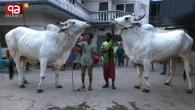 রাজধানীর খামারেই হাটের আমেজ, চলছে ওজন আর দামের প্রতিযোগীতা