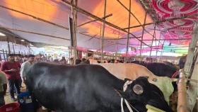 কালো ও সাদা জামাই নিয়ে গাবতলীতে তুলকালাম