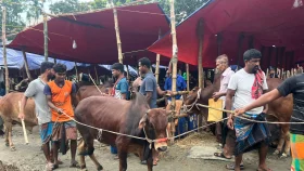 জমে উঠেছে রাজধানীর পশুর হাট, বাড়ছে কেনাবেচা