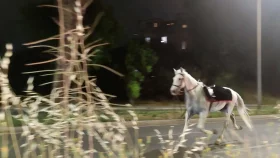 মহড়ায় পটকার আওয়াজে সওয়ারি ফেলে ছুটল ১৫ ঘোড়া