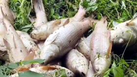 মেহেরপুরে পুকুরে বিষ ঢেলে মাছ নিধনের অভিযোগ