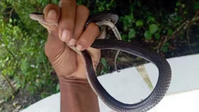 বরগুনার বসতঘরে মিললো বিষধর &lsquo;বড় কৃষ্ণকালাচ&rsquo;