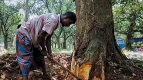 নিজের লাগানো গাছ কাটতেও লাগবে অনুমতি