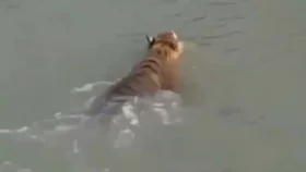 সুন্দরবন সংলগ্ন তিন গ্রামে রাতের ঘুম হারাম!
