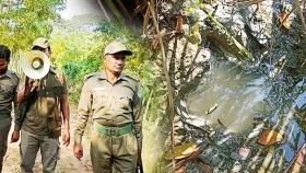 ধানক্ষেতে পায়ের ছাপ রেখে গেছে বাঘ, নির্ঘুম গ্রামবাসী