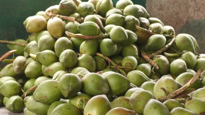 ডেঙ্গুর কারণে বাজারে বেড়েছে ডাবের দাম। ছবি: একাত্তর