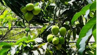 mango