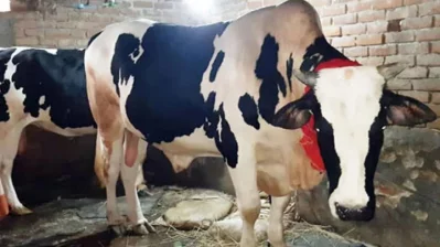 রাজা, বাদশা। 