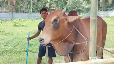 বিগা বস 