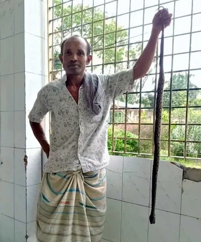 সম্প্রতি এক কৃষককে কামড়ালে রাসেলস ভাইপার নিয়েই হাসপাতালে যান তিনি।