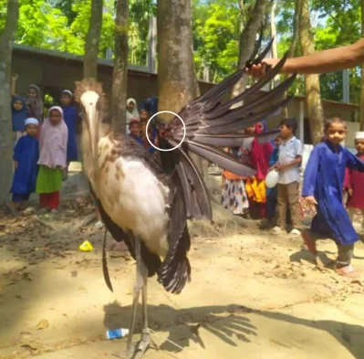 ডানায় গুলির আঘাতে আহত মদনটাক পাখিটি এতোক্ষণে হয়তো অনেক বাড়ির কড়াইয়ে। ছবি: একাত্তর
