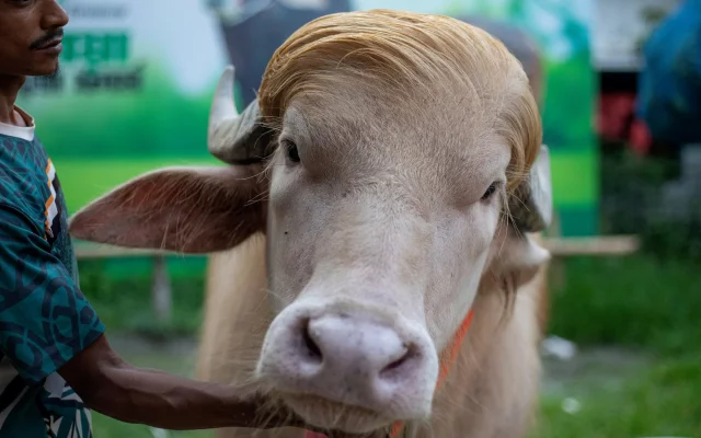 Donald Trump 01